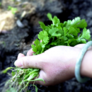 Wie weit reicht die transformative Kraft der urbanen Ernährungsbewegung?