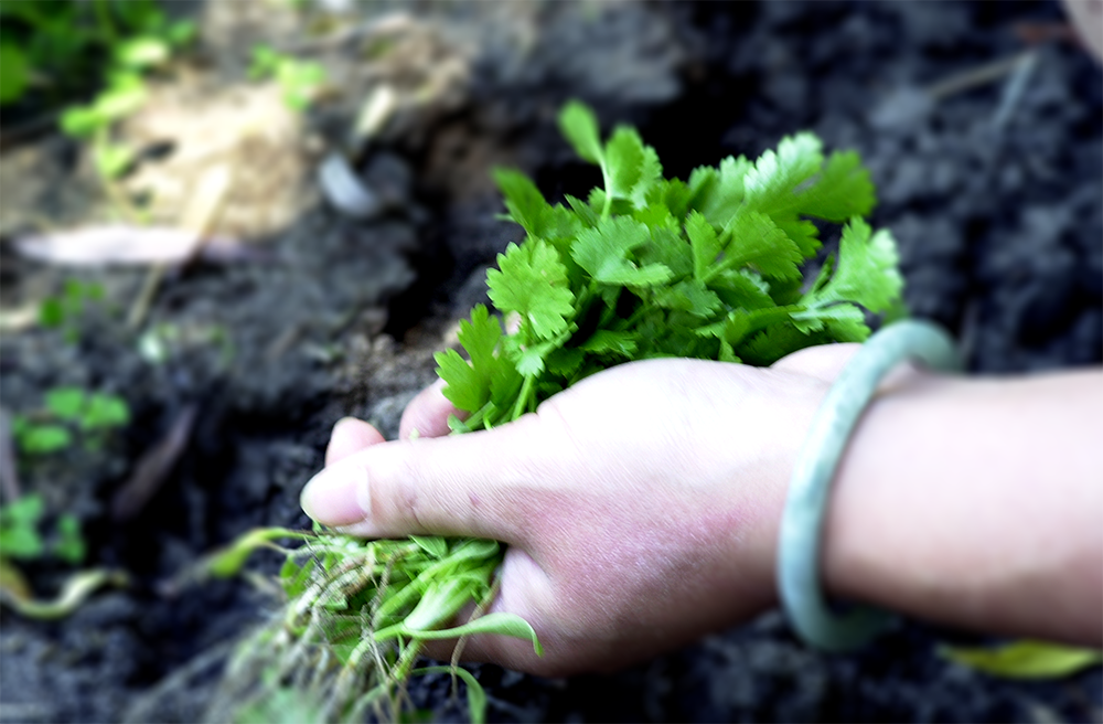 Wie weit reicht die transformative Kraft der urbanen Ernährungsbewegung?