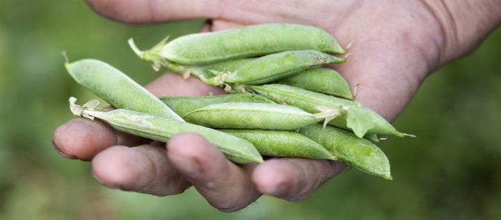 Zu den Vorteilen transformativer Ernährungsinitiativen und -unternehmen